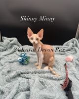 Devon Rex males
