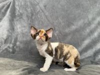 The “B” Litter – Born July 24, 2025