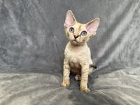 Blue point tabby Devon Rex girl