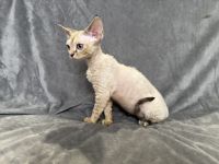 Blue point tabby Devon Rex girl
