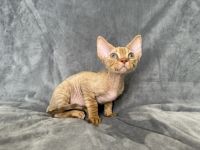 Chocolate Devon Rex boy