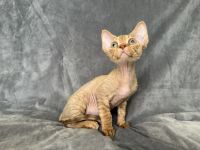 Chocolate Devon Rex boy