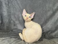 Red point Devon Rex girl