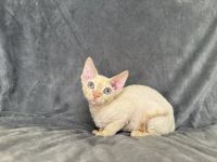 Red point Devon Rex girl
