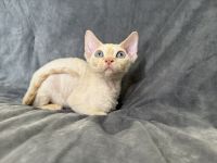 Red point Devon Rex girl