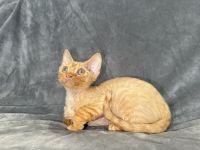 Red tabby Devon Rex boy
