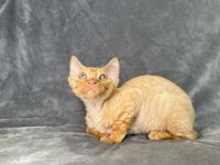 Red tabby Devon Rex boy