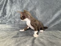 White and chocolate tabby Devon Rex boy