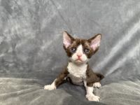 White and chocolate tabby Devon Rex boy