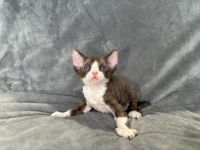 White and chocolate tabby Devon Rex boy