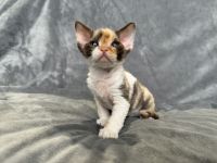Tri-Color Devon Rex Girl