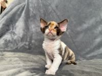 Tri-Color Devon Rex Girl