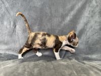Becky Tri-Color Devon Rex girl