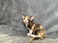 Becky Tri-Color Devon Rex girl