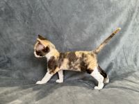 Becky Tri-Color Devon Rex girl