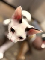 Devon Rex kitten, male for sale