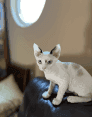 Devon Rex Kitten, male