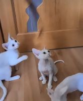 Wunderschöne Begleiter