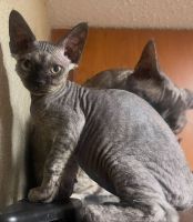 Devon Rex Sphynx