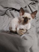 Devon Rex With Blue Eyes