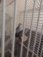 Diamond Dove Birds for sale in Niles, OH, USA. price: $100