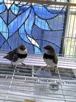 Diamond Dove Birds for sale in Pasadena, CA, USA. price: $15,000