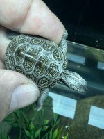 Diamondback Terrapin Reptiles for sale in Ledgewood, Roxbury Township, NJ 07852, USA. price: $100