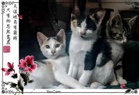 Dilute Calico Cats Photos