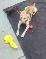 Bella looking for a new home