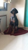 Doberman Pinscher Puppies for sale in Dombivli, Maharashtra, India. price: 40,000 INR