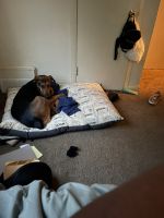 Doberman mixed German Shepard