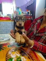 Doberman Pinscher Puppies for sale in Ahmedabad, Gujarat, India. price: 18000 INR