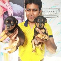 Doberman Pinscher Puppies for sale in Cuttack, Odisha, India. price: 20,000 INR
