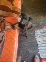 Doberman Pinscher Puppies for sale in 2nd Cross Rd, Teachers Colony, Chandapura, Bommasandra, Karnataka 562107, India. price: 6,000 INR