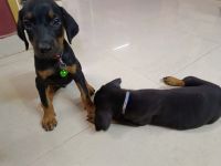 Doberman Pinscher Puppies for sale in Kakinada, Andhra Pradesh, India. price: 15,000 INR