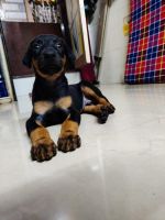 Doberman Pinscher Puppies for sale in Worli, Mumbai, Maharashtra, India. price: 150000 INR