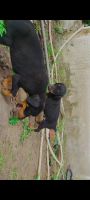Doberman Pinscher Puppies for sale in Manchar, Maharashtra 410503, India. price: 6,000 INR