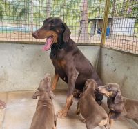 Doberman Pinscher Puppies for sale in Dindigul, Tamil Nadu 624001, India. price: 15,000 INR