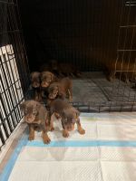Doberman Pinscher Puppies for sale in Panorama City, CA 91402, USA. price: $800