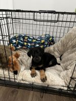 Doberman Pinscher Puppies for sale in Bellflower, CA, USA. price: $1,550