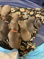 Doberman Pinscher Puppies for sale in Bassfield, MS 39421, USA. price: $1,000