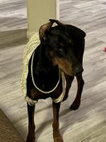 Doberman Pinscher Puppies for sale in Humble, TX, USA. price: $1