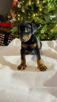 Doberman Pinscher Puppies for sale in Wernersville, Pennsylvania. price: $1,500