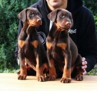 Doberman Pinscher Puppies for sale in Adamsville, Alabama. price: $900