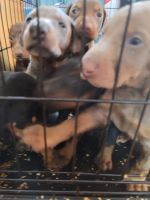 Doberman Pinscher Puppies for sale in Valrico, Florida. price: NA