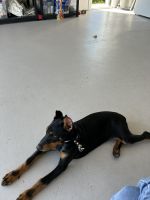 Doberman Pinscher Puppies for sale in Cape Coral, Florida. price: $950