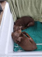 Doberman Pinscher Puppies for sale in Humble, TX, USA. price: $500