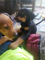 Doberman Pinscher Puppies for sale in Brevard, North Carolina. price: $200