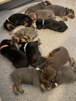 Doberman Pinscher Puppies for sale in Wilson, NC, USA. price: $1,500