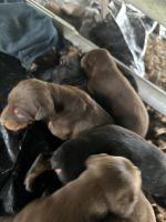Doberman Pinscher Puppies for sale in Austin, Texas. price: $600